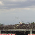 15_00-mast.jpg