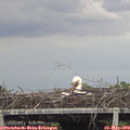 15_05-mast.jpg