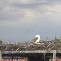 15_10-mast.jpg