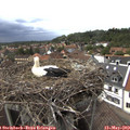15_10-nest.jpg