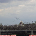 15_15-mast.jpg