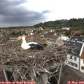 15_15-nest.jpg