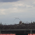 15_20-mast.jpg