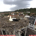 15_20-nest.jpg