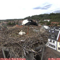 15_30-nest.jpg