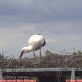 15_35-mast.jpg