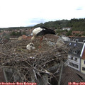 15_35-nest.jpg