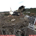 15_40-nest.jpg