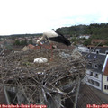 15_45-nest.jpg