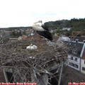 15_50-nest.jpg