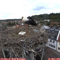 15_55-nest.jpg