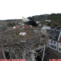 16_00-nest.jpg
