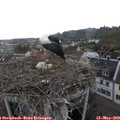 16_05-nest.jpg