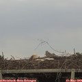 16_10-mast.jpg