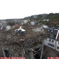 16_10-nest.jpg
