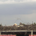 16_15-mast.jpg