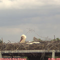 16_20-mast.jpg