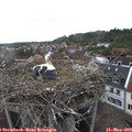 16_20-nest.jpg