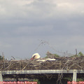 16_25-mast.jpg