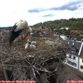 16_30-nest.jpg