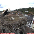 16_35-nest.jpg