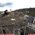 16_40-nest.jpg