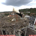 16_50-nest.jpg
