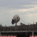 16_55-mast.jpg