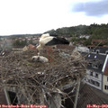 16_55-nest.jpg