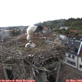 17_00-nest.jpg