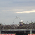 17_05-mast.jpg