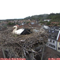 17_05-nest.jpg