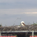 17_10-mast.jpg
