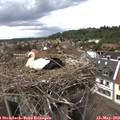 17_10-nest.jpg