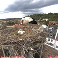 17_15-nest.jpg
