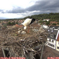 17_20-nest.jpg