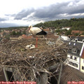 17_25-nest.jpg
