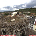 17_30-nest.jpg