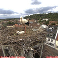 17_35-nest.jpg