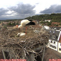 17_40-nest.jpg