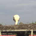 17_45-mast.jpg