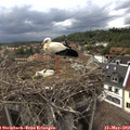 17_45-nest.jpg