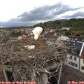17_50-nest.jpg
