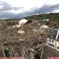 17_55-nest.jpg