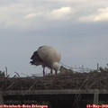 18_00-mast.jpg