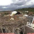18_00-nest.jpg