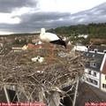 18_05-nest.jpg