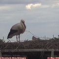18_15-mast.jpg