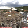 18_15-nest.jpg