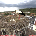 18_20-nest.jpg